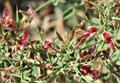 camelthorn